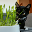 Weißes Katzengras-Set mit drei Matten