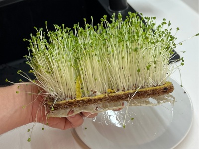 Der ultimative Leitfaden für den Anbau von Microgreens zu Hause